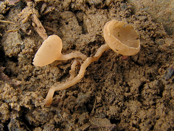 jahňadka liesková Ciboria coryli (Schellenb.) N.F. Buchw.