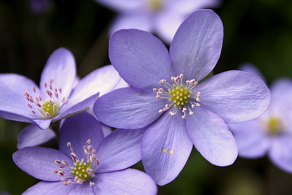 pečeňovník trojlaločný Hepatica nobilis Schreb.