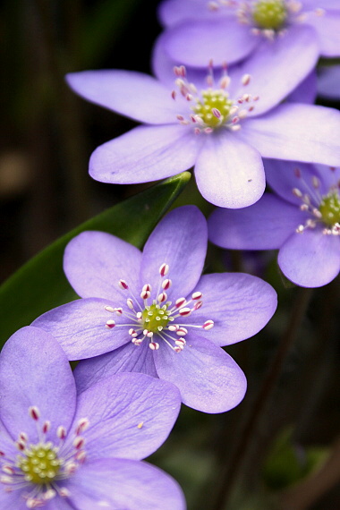 pečeňovník trojlaločný Hepatica nobilis Schreb.