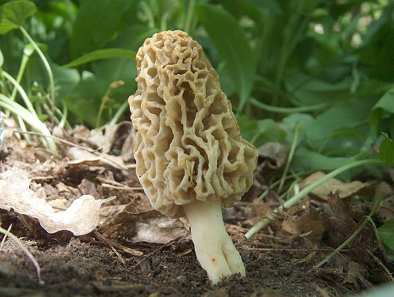 smrčok jedlý Morchella esculenta (L.) Pers.