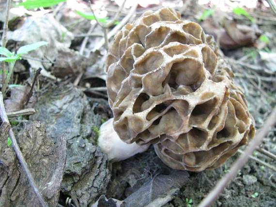 smrčok jedlý Morchella esculenta (L.) Pers.