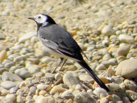 trasochvost biely Motacilla alba