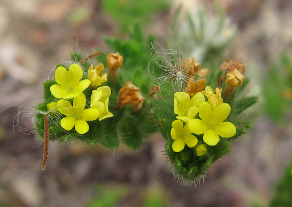 kamienka Neatostema apulum (L.) Johnston