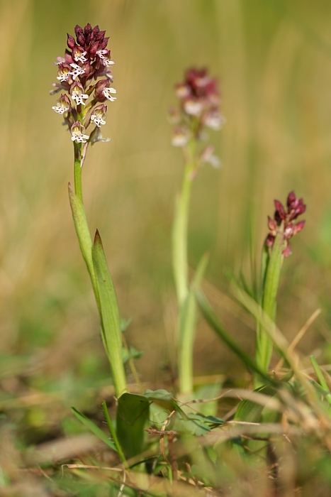 neotinea počerná pravá Neotinea ustulata subsp. ustulata (L.) R. M. Bateman, A. M. Pridgeon et M. W. Chase