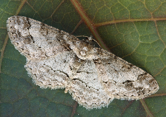 kôrovka lipová Paradarisa consonaria