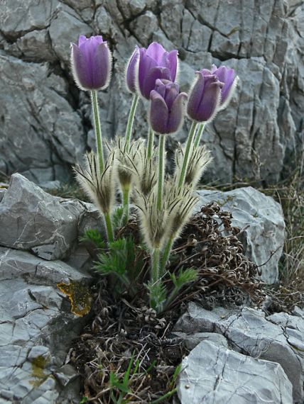 poniklec veľkokvetý Pulsatilla grandis Wender.