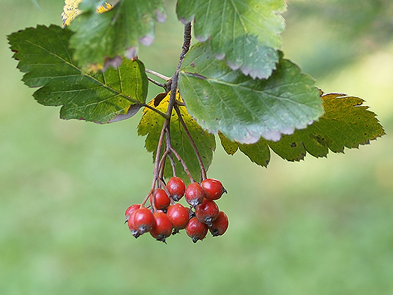 jarabina prostredná Sorbus intermedia (Ehrh.) Pers.