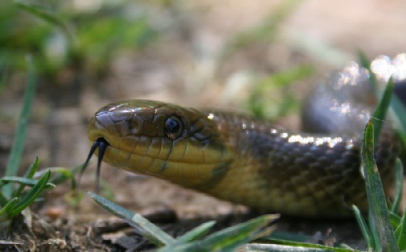 užovka stromová Zamenis longissimus