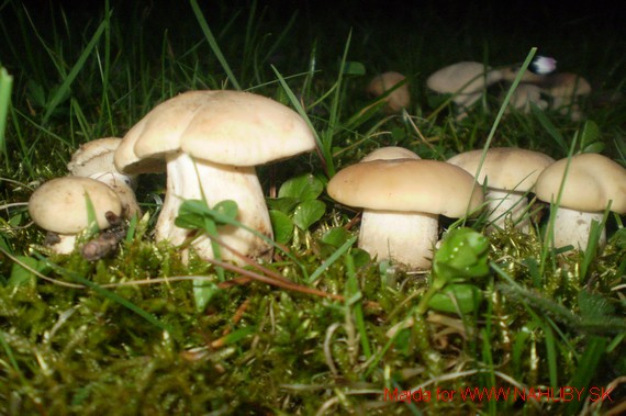 čírovnica májová Calocybe gambosa (Fr.) Donk