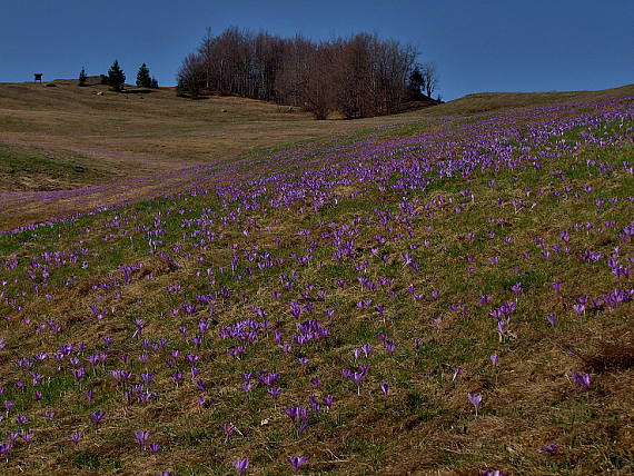 šafran spišský Crocus discolor G. Reuss