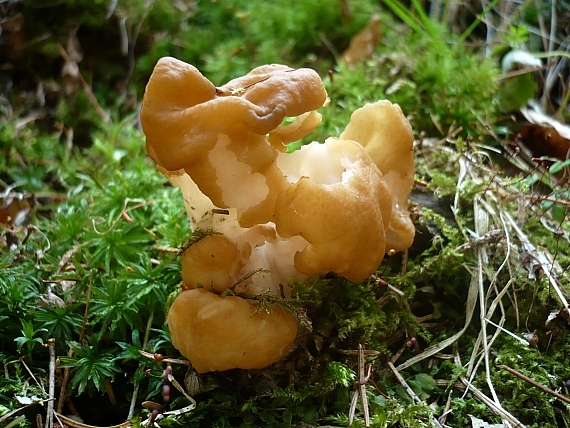 ušiak obrovský  Gyromitra gigas (Krombh.) Cooke