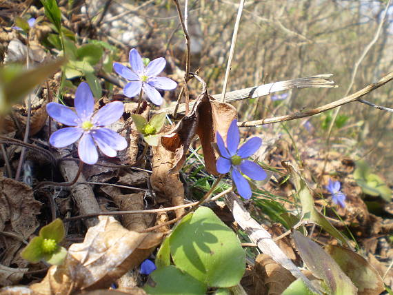 pečeňovník trojlaločný Hepatica nobilis Schreb.