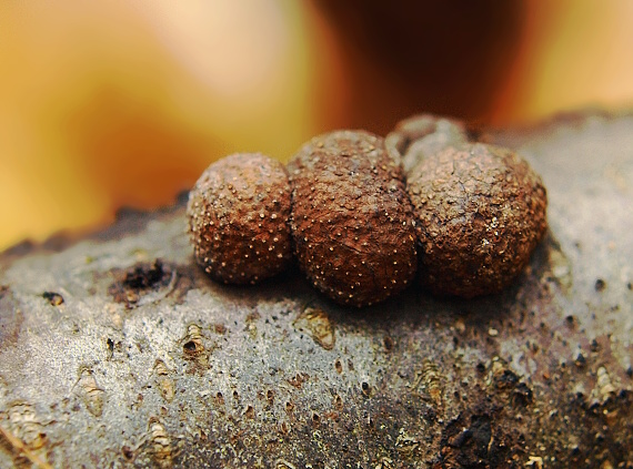 drevovček bukový Hypoxylon fragiforme (Pers.) J. Kickx f.