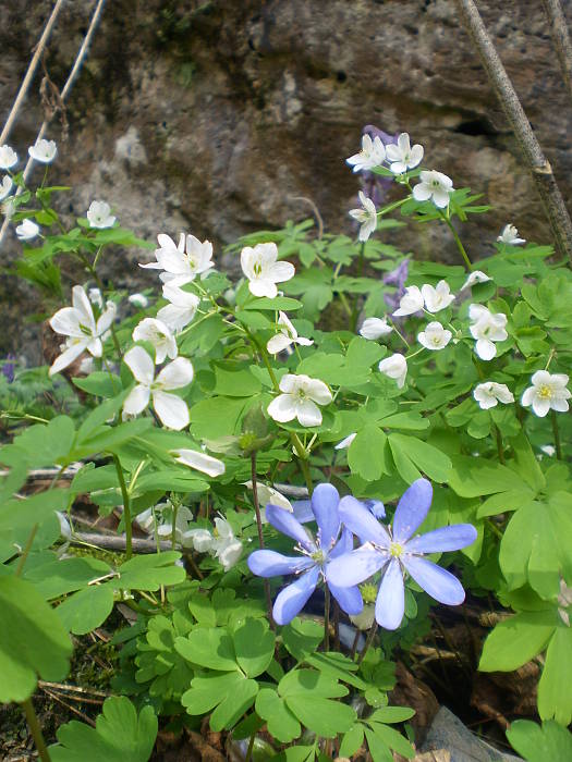 veterník žltuškovitý Isopyrum thalictroides L.