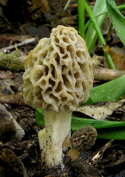 smrčok jedlý Morchella esculenta (L.) Pers.