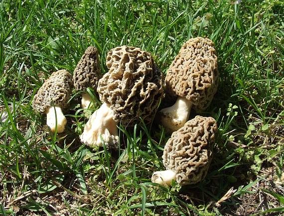 smrčok obyčajný Morchella vulgaris (Pers.) Gray