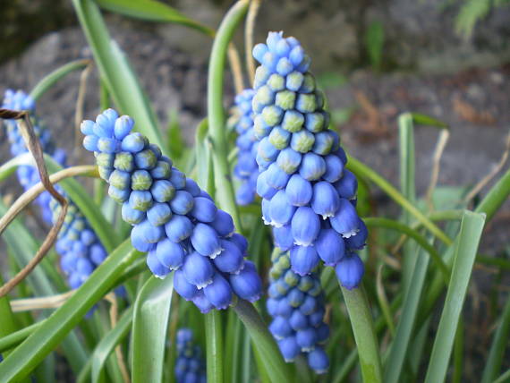 modrica strapcovitá Muscari atlanticum Boiss. et Reut.