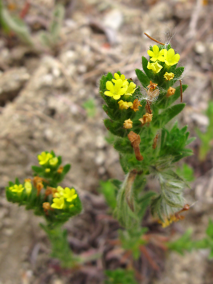 kamienka Neatostema apulum (L.) Johnston