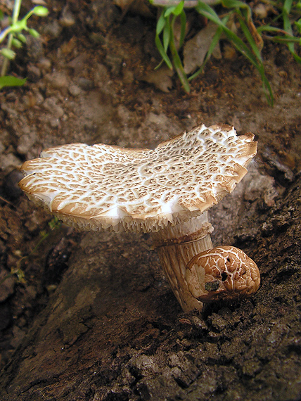 húževnatec ? Neolentinus sp.