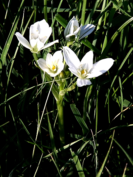 bledavka okolíkatá Ornithogalum umbellatum L