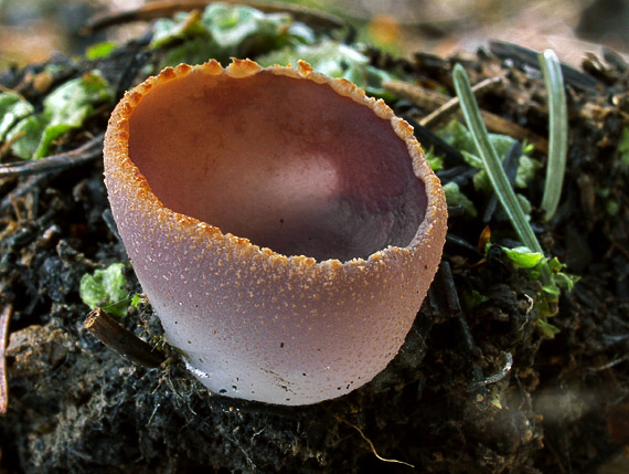 čiaška  Peziza lobulata (Velen.) Svrček