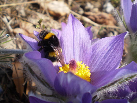 poniklec slovenský Pulsatilla slavica Reuss