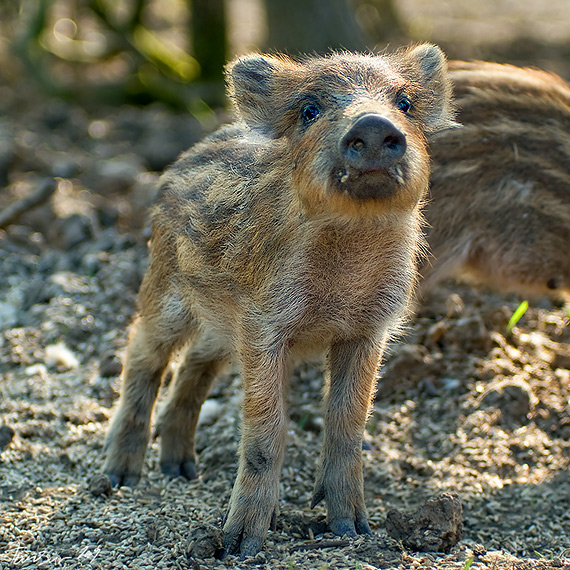 diviak lesný  Sus scrofa