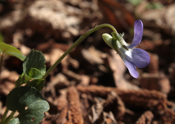 fialka rivinova Viola riviniana Rchb.