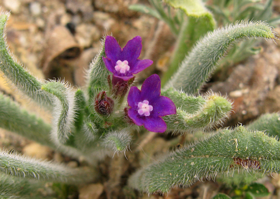 smohla  Anchusa sp.