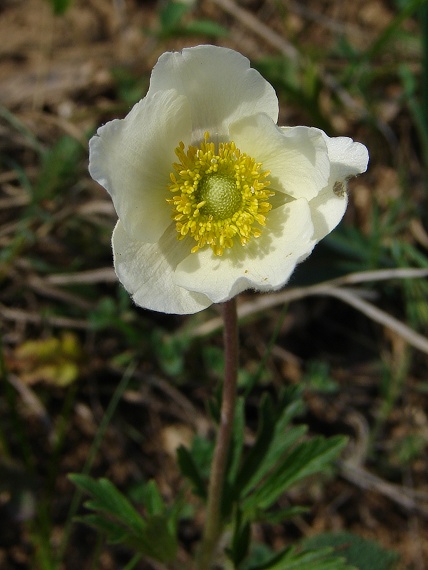 veternica lesná Anemone sylvestris L.