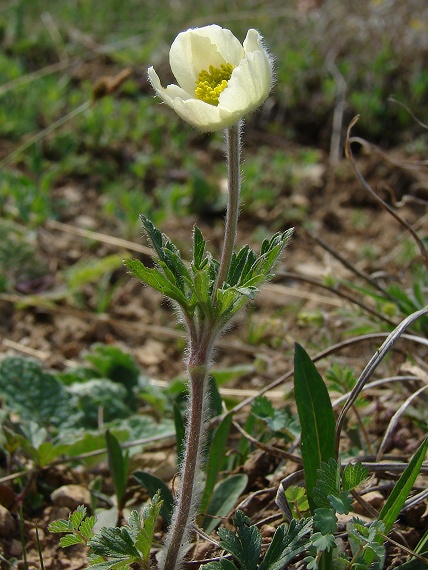 veternica lesná Anemone sylvestris L.