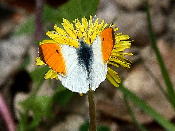 mlynárik žeruchový Anthocharis cardamines