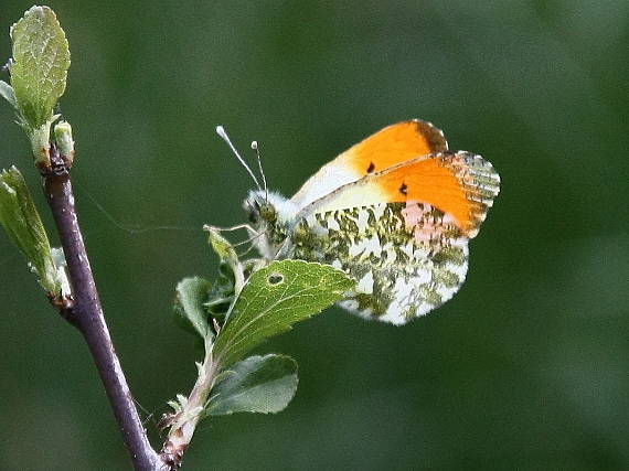 mlynárik žeruchový Anthocharis cardamines