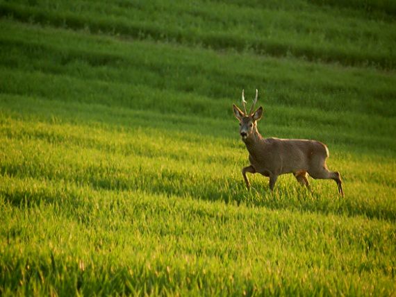 srnec lesný Capreolus capreolus