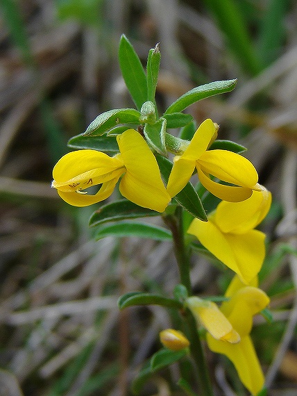 kručinka chlpatá Genista pilosa L.