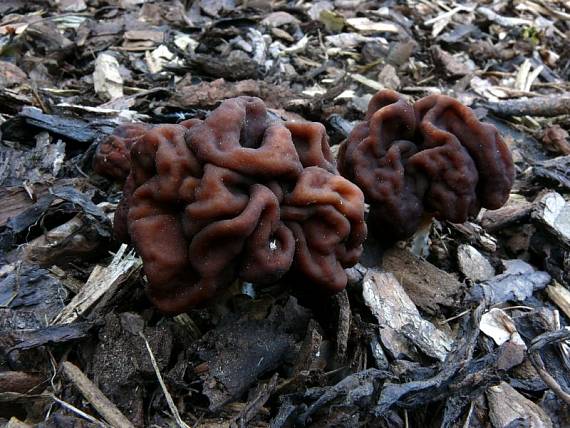 ucháč obecný - Ušiak obyčajný Gyromitra esculenta  (Pers.) Fr.