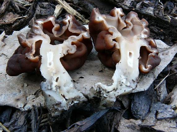 ucháč obecný Gyromitra esculenta (Pers.) Fr.