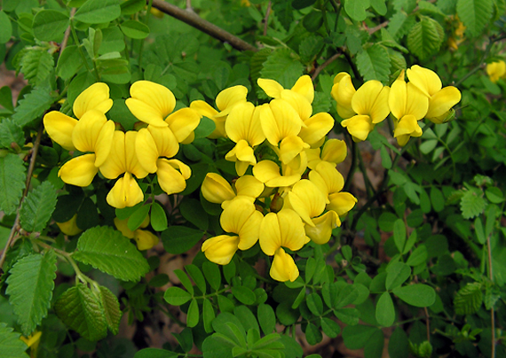 podkovka ľúba Hippocrepis emerus (L.) Lassen