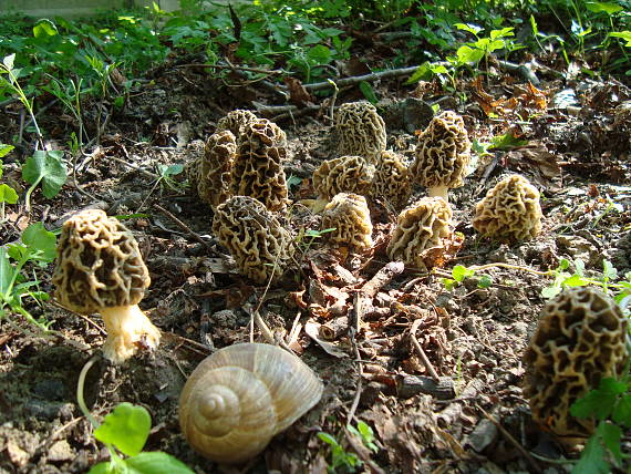 smrčok jedlý Morchella esculenta (L.) Pers.