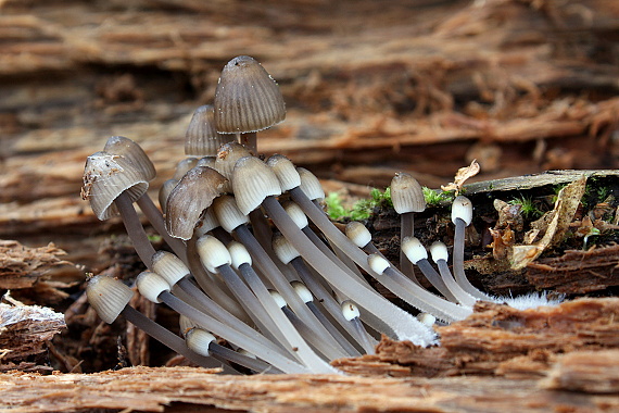 prilbička Mycena sp.