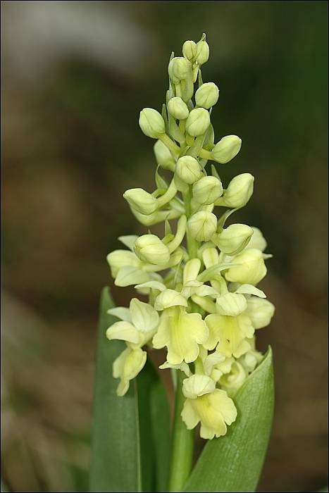 vstavač bledý Orchis pallens L.