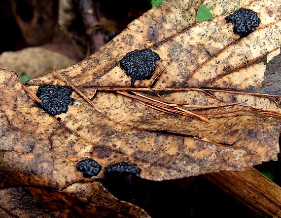 čerň javorová Rhytisma acerinum (Pers.) Fr.