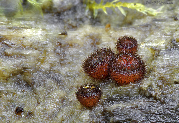 štítovnička Scutellinia sp.