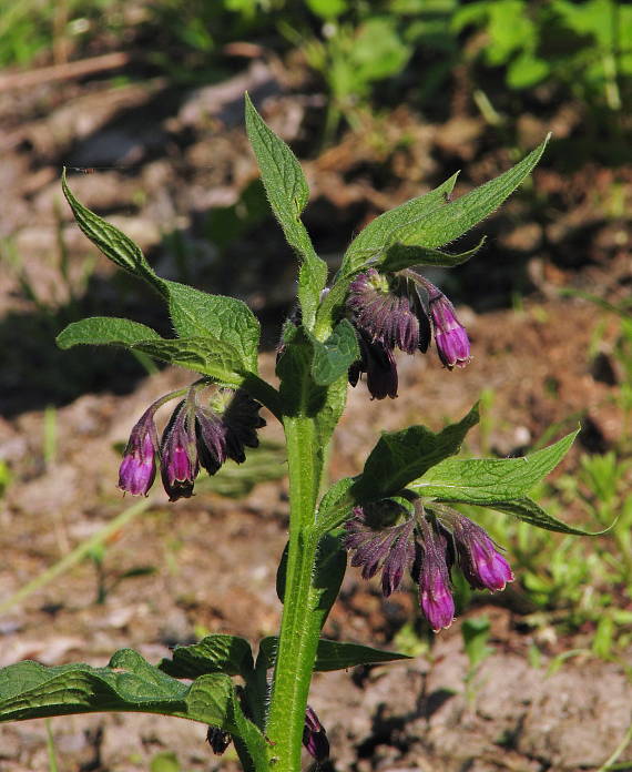 kostihoj lekársky Symphytum officinale L.