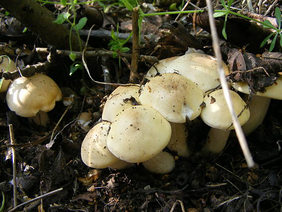 čírovnica májová Calocybe gambosa (Fr.) Donk