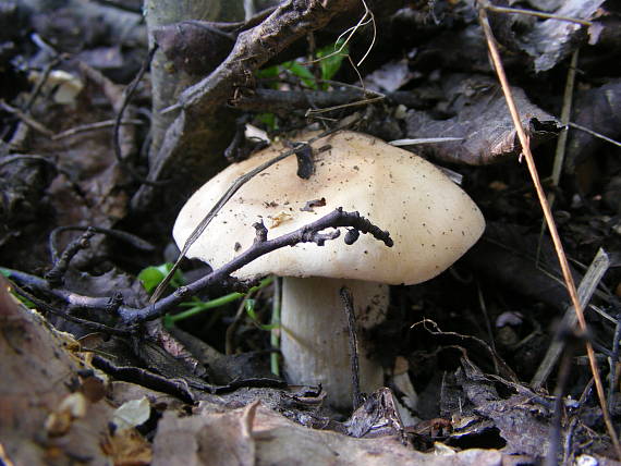 čírovnica májová Calocybe gambosa (Fr.) Donk