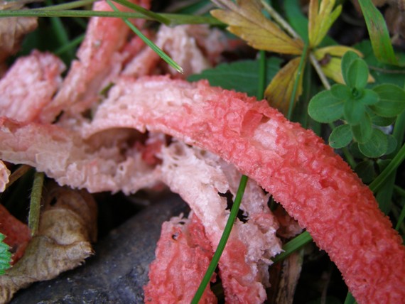 mrežovka kvetovitá Clathrus archeri (Berk.) Dring