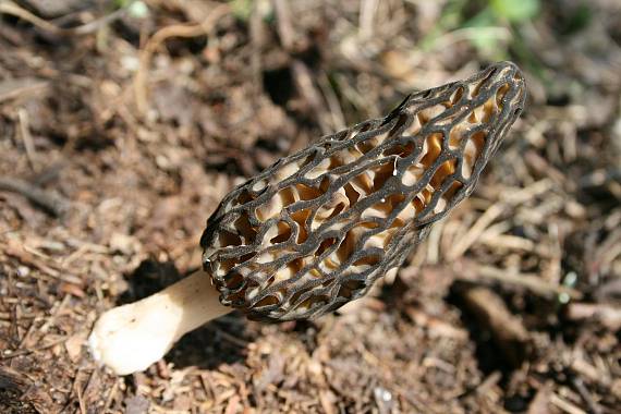 smrčok černastorebrový Morchella angusticeps Peck