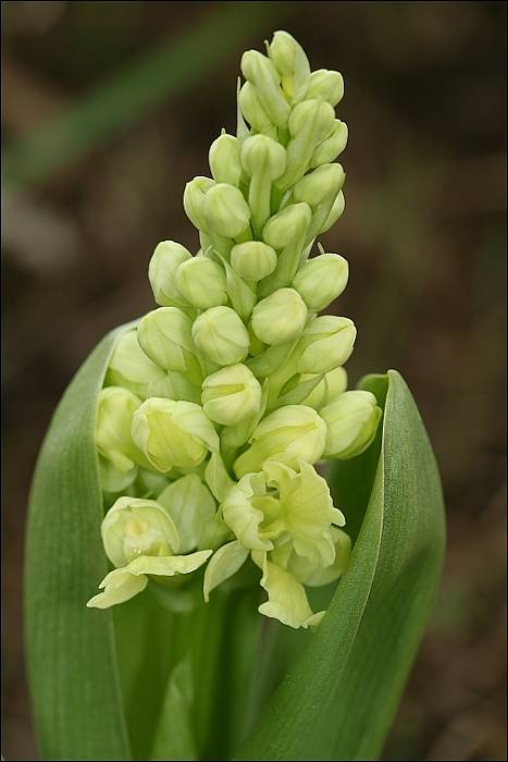 vstavač bledý Orchis pallens L.