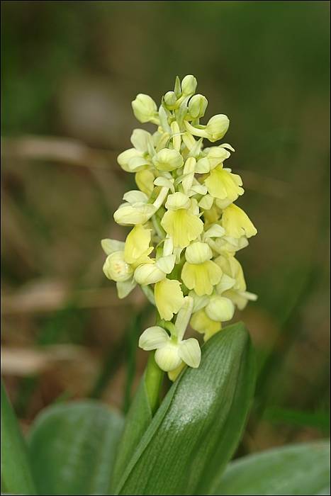 vstavač bledý Orchis pallens L.